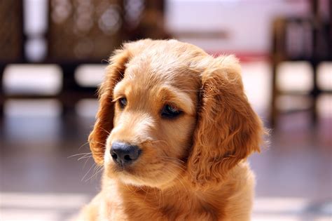 Free Images : puppy, animal, pet, nose, golden retriever, vertebrate ...