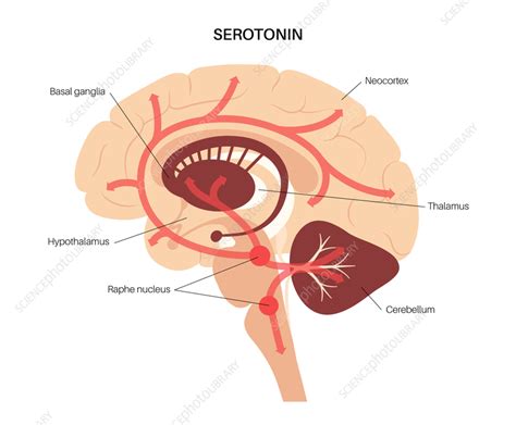 Serotonin pathway in brain, illustration - Stock Image - F035/7232 ...