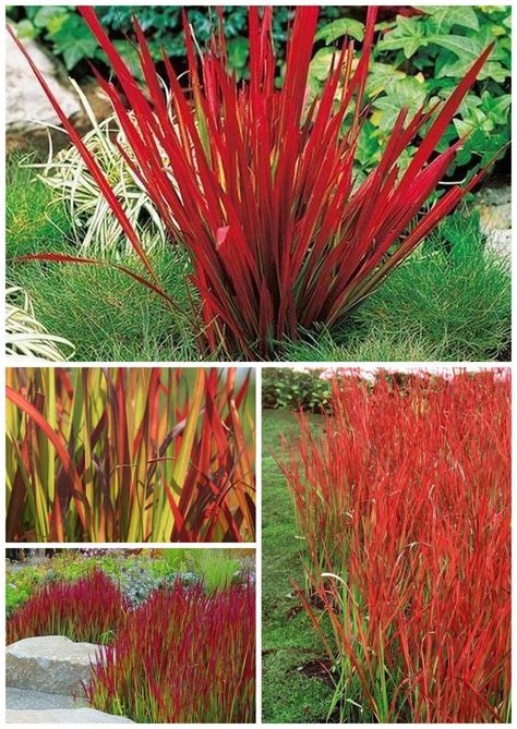Императа цилиндрическая Ред Барон #Matla_Flowers #интересно_знать