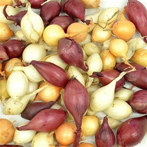amazoncom onion bulb sets mixed onion sets  count