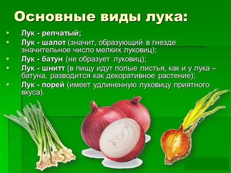 Чем полезен лук для организма человека?