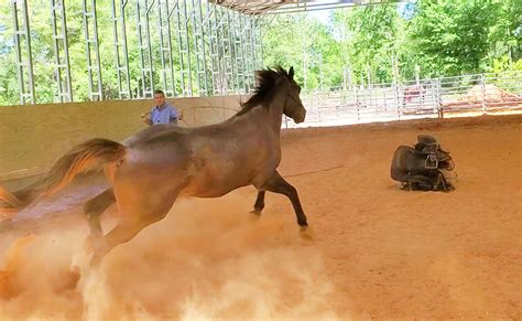 Understanding Horse Behavior: A Comprehensive Guide - Help With My Horse