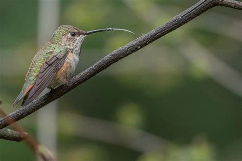 First Spring Warbler! | Wings Over Skagit