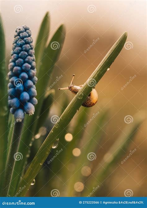 Little snail stock photo. Image of garden, spring, snail - 275223566