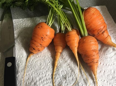 Carrot Harvest Time From Seed at Martha Holt blog