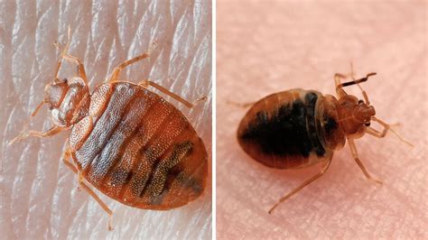 Swallow Bugs vs. Bed Bugs: What's the Difference? | DIY Spotlight