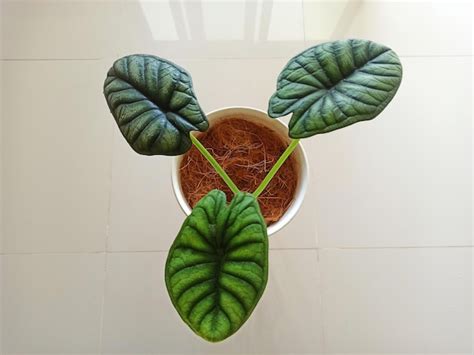Premium Photo | Alocasia dragon scale