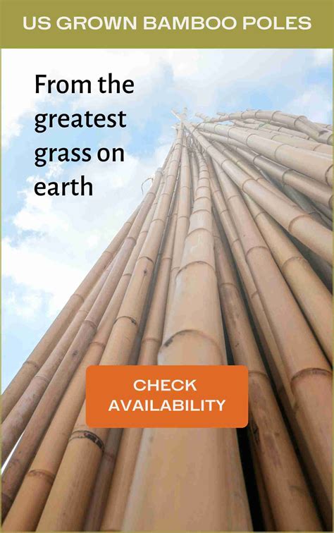 Growing bamboo in USDA zones 7 and 8 - Bambu Batu