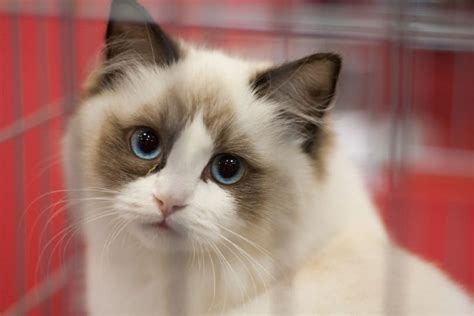 16 Beautiful Colorpoint Cat Breeds (With Info & Pictures) | PangoVet