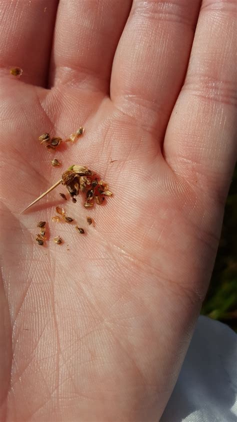 Schoenoplectus americanus (Olney Threesquare) - FSUS