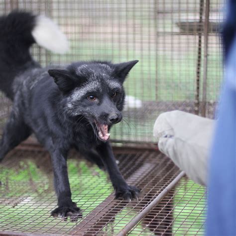 Domesticated Silver Fox National Geographic