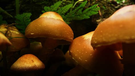 Mushrooms Free Stock Photo - Public Domain Pictures