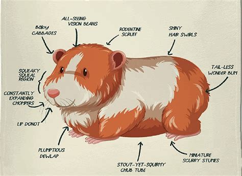 Guinea Pig Anatomy Chart Poster Laminated | canoeracing.org.uk