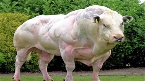 दुनिया का सबसे ताकतवर जानवर Which is the strongest animal in the world ...