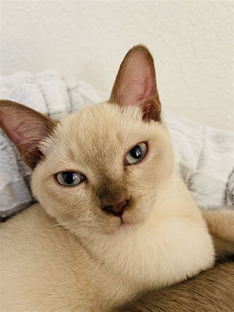 Healthy Burmese Kittens