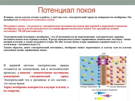 Клеточные механизмы нервной регуляции - презентация онлайн