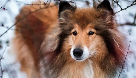 12 Things to Know About Collies | Pet Reader