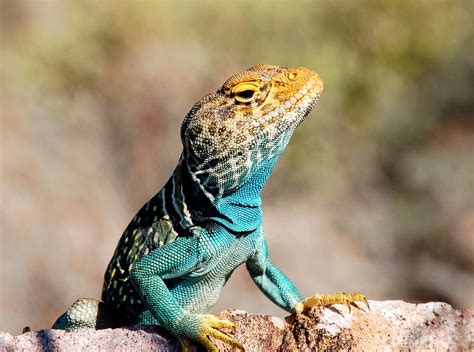 climate change impact cold blooded animals earthcom
