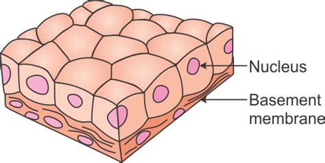 Simple Cuboidal Epithelium Tissue Labeled