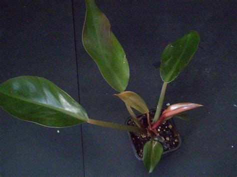 Plants are the Strangest People: Unfinished business re: Philodendron x ...