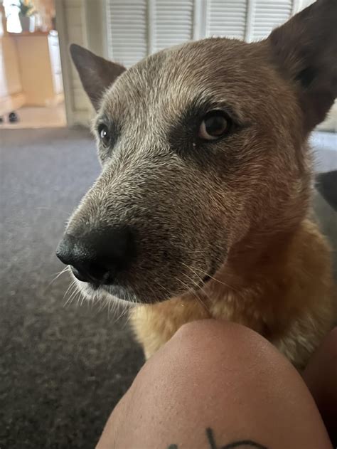 boy ned    faces raustraliancattledog