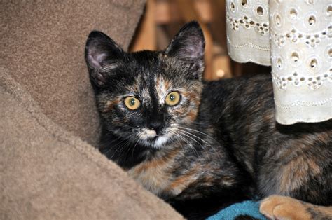 Free Images : animal, pet, fur, kitten, feline, whiskers, kitty, furry