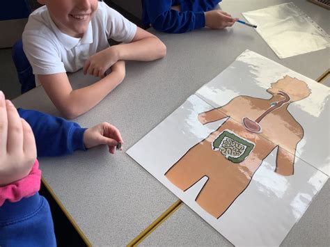Year 4 Science – the human digestive system | Dunston Hill Community
