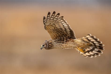 northern harriers backcountry gallery photography forums
