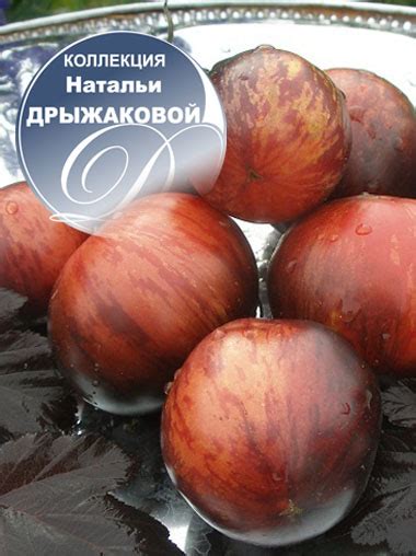 Томат Золотое Яблоко из Сен Жан де Борежара