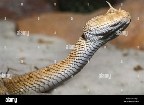 Desert Horned Viper Snake, Cerastes cerastes, North Africa, venomous ...