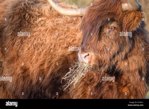 highland  cows  res stock photography  images alamy