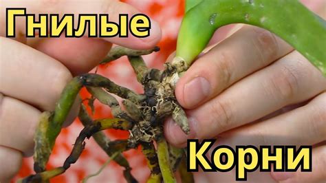 Орхидея УМИРАЕТ НА ГЛАЗАХ! Нужно СРОЧНО СПАСАТЬ! Корни массово отмирают ...