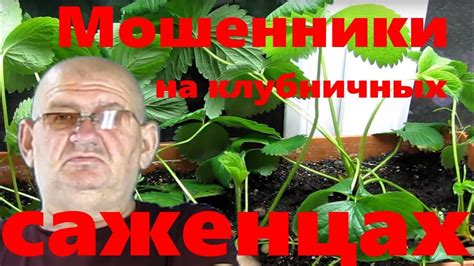 Чудо-ягодница, Или новый вид мошенничества в Интернете Мошенники на ...