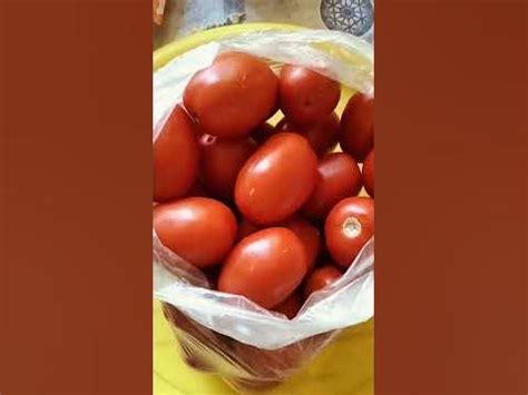 СЛИВОВИДНЫЕ ПОМИДОРЫ КУПИЛ В ПЯТЕРОЧКЕ - YouTube