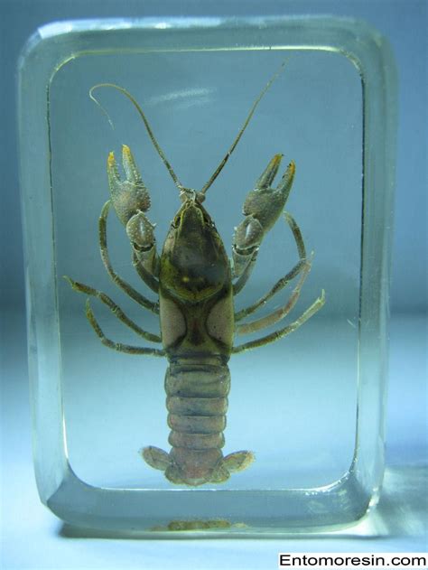 CRAWFISH / CRAWFISH / MUDBUGS FRESHWATER LOBSTERS TAXIDERMY