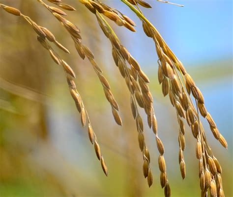 Premium Photo | Close up of paddy in farm