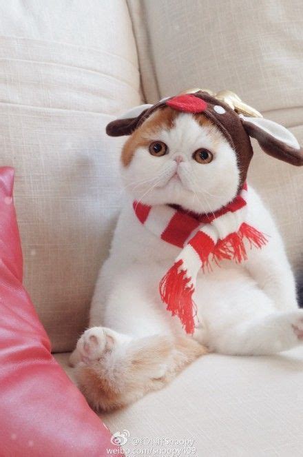 Cute Cat Wearing Scarf on Couch | #catloverscommunity