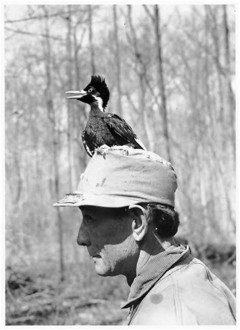 Choctawhatchee Audubon Society explores ivory-billed woodpecker habitat