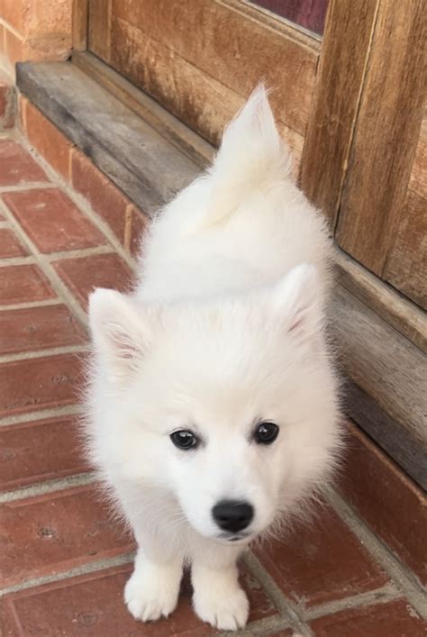 Japanese Spitz - Braddon - PetsForHomes