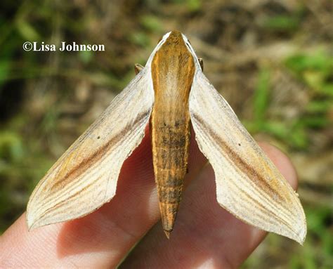 Tersa Sphinx Moth