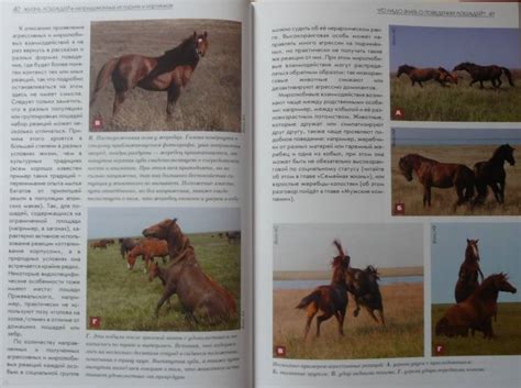Книга: Жизнь лошадей в непридуманных историях и картинках - Спасская ...