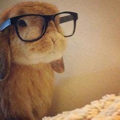 17 Bunny pfp ! ideas | bunny, cute bunny, cute baby bunnies