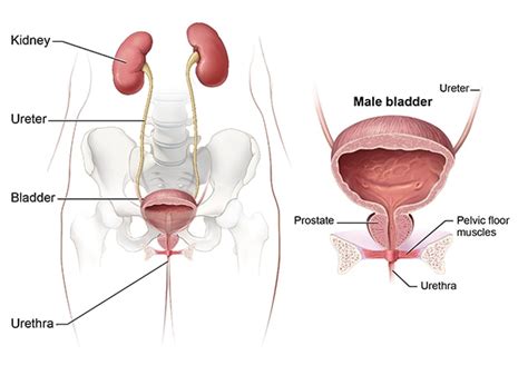 Symptoms & Causes of Bladder Control Problems (Urinary Incontinence ...