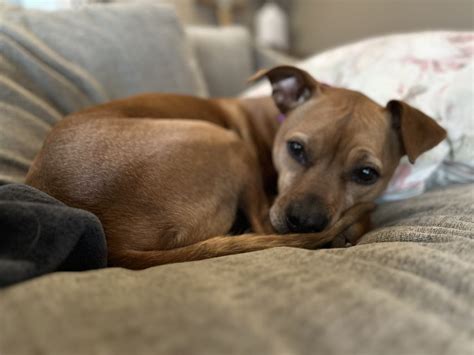 how to calm your dog during a storm