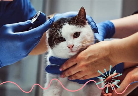 Pet Insurance Myths – What You Need To Know! | Stone Ave Vet