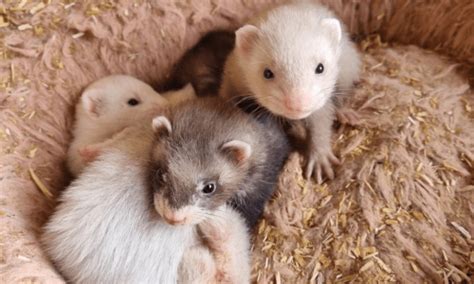 Nurse Clinics - rackheathvets.co.uk