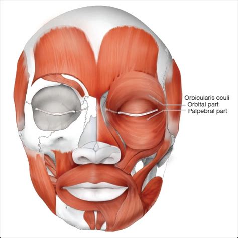 Orbicularis Oculi - Head and Neck Anatomy: Part II – Musculature ...