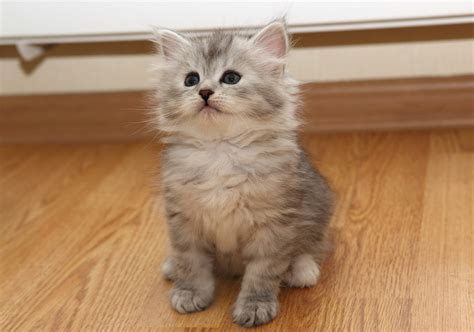 Сибирские котята