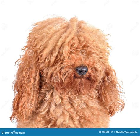 Portrait of Fully Coated Poodle Stock Image - Image of funny, animal ...