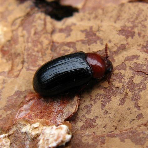 Neomida haemorrhoidalis (Fabricius, 1787) [male] (Tenebrionidae) - фото ...